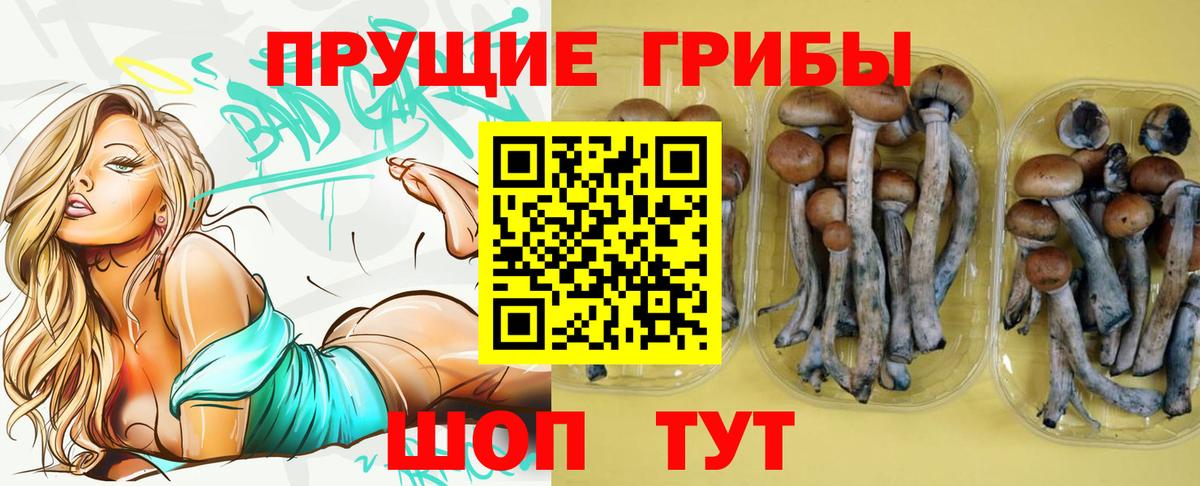 где купить наркоту  Вход с VPN  Ковров  Галлюциногенные грибы мицелий 